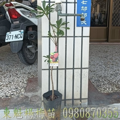 東魁楊梅苗,東魁甜楊梅苗,東魁楊梅樹,楊梅果樹苗