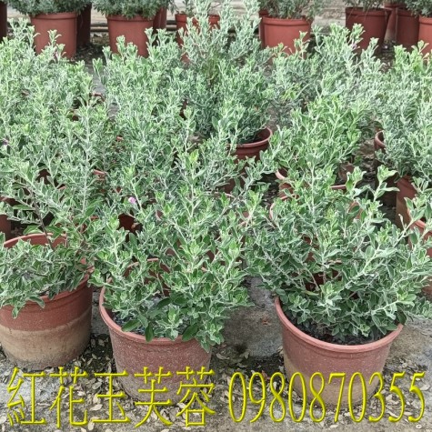 紅花玉芙蓉、學名：frutescens macrophyllus歡迎光臨批發買賣。