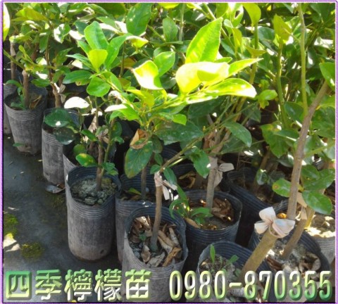 四季檸檬樹苗