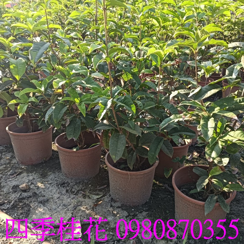四季桂盆栽