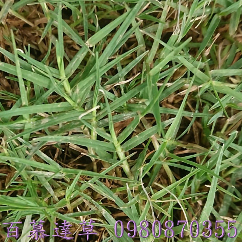 假儉草,蜈蚣草,草皮批發,便宜草皮批發,農用草皮買賣