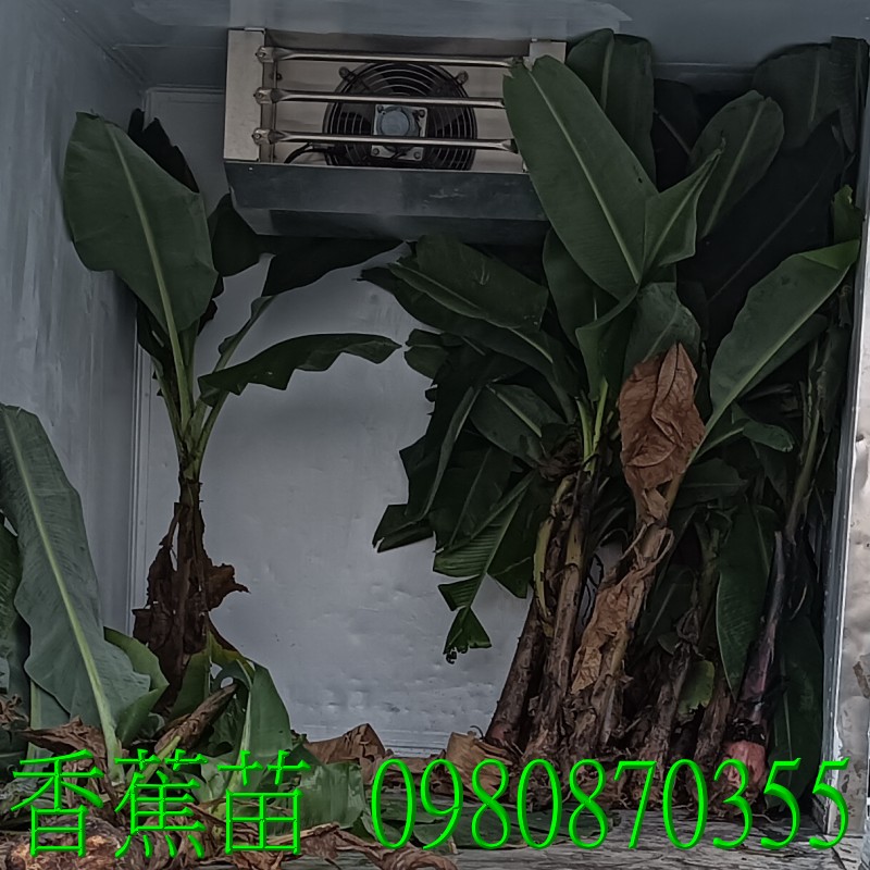 位於彰化縣永靖鄉,森聯茂果樹苗種苗園,0980870355.專業經營:香蕉苗、盆栽、香蕉樹、水果樹苗、花草、草皮、景觀樹,歡迎光臨批發買賣。