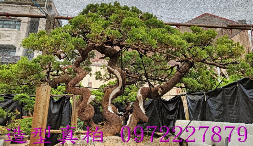 柏霖園,陳宥霖0972-227879,造型真柏盆景,塑型真柏樹,造型真柏盆栽,拍賣,買賣,批發