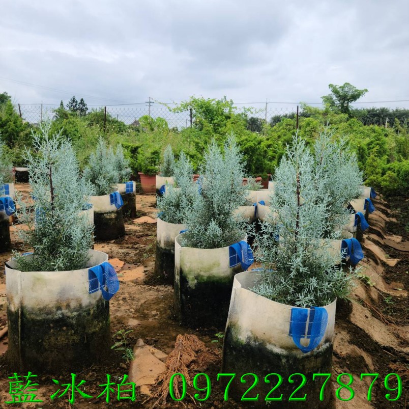 柏霖園,陳宥霖0972-227879,藍冰柏,藍冰柏樹,庭園樹,庭園樹苗,買賣,批發