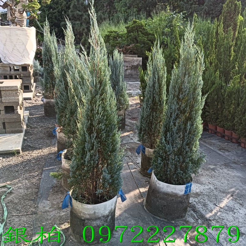 柏霖園,陳宥霖0972-227879,銀柏,銀柏樹,庭園樹,庭園樹苗,買賣,批發