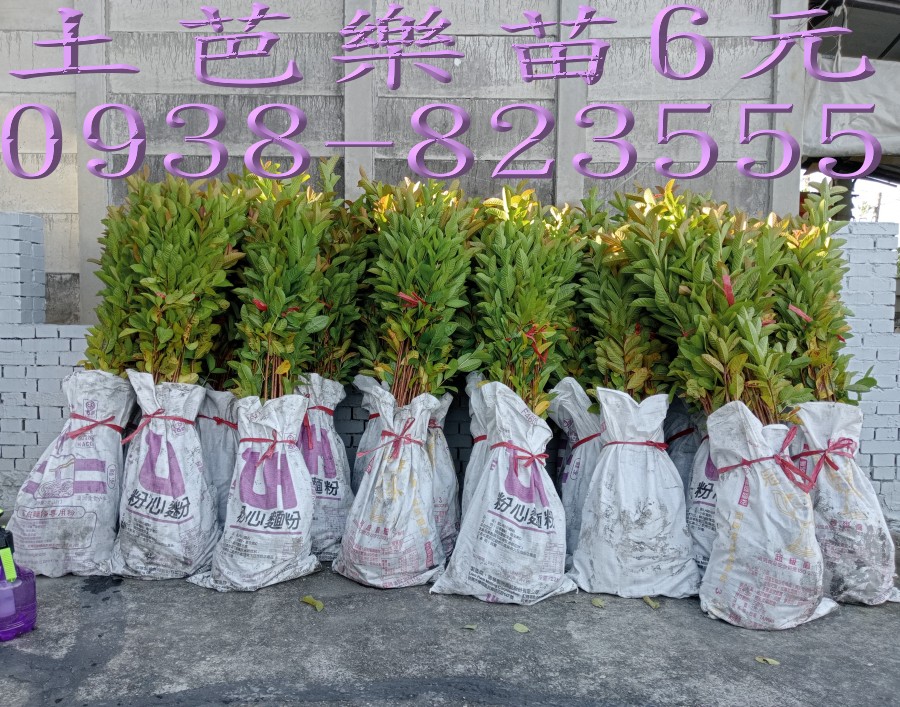 土芭樂苗挖苗後整理綑綁