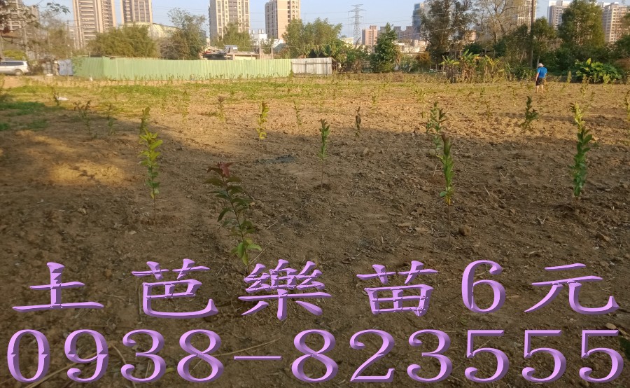 詹吉紘芭樂果樹苗園｜土芭樂苗大量供應