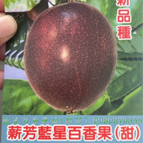 藍星百香果苗,藍星百香果嫁接苗,百香果苗,百香果嫁接苗,藍星百香果苗買賣,藍星百香果苗批發