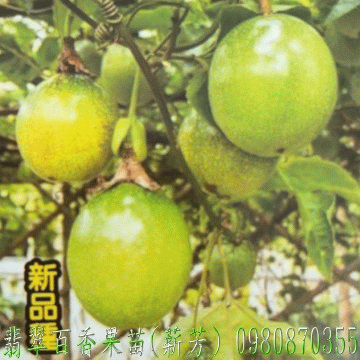翡翠百香果苗