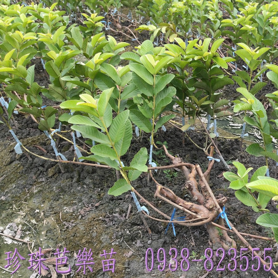 詹吉紘芭樂果樹苗園珍珠芭樂苗