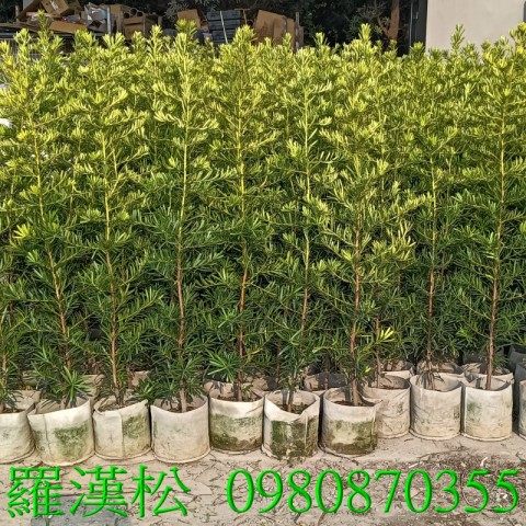 羅漢松、學名：Podocarpus macrophyllus、用途廣泛，包含：作為觀賞植物，適合庭園景觀、盆景種植，並能提供居家隱私與美化空間。觀賞與庭園美化：羅漢松枝幹挺拔、葉片翠綠，常被用來當庭園造景樹、盆景或綠籬,歡迎光臨批發買賣。