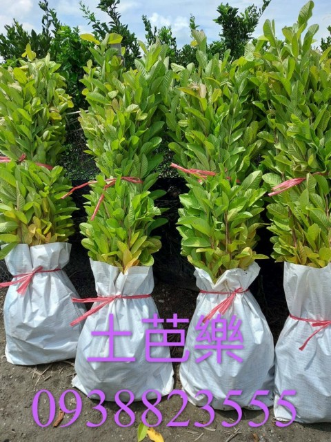 土芭樂果樹苗｜ 詹吉紘種苗園 彰化永靖。歡迎來電：0938-823556祐祐