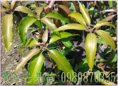 貴妃芒果樹苗,森聯茂種苗園行動版網頁,0980-870355,貴妃芒果苗,貴妃芒果苗出售,貴妃芒果種苗,貴妃芒果果苗,芒果樹苗,芒果種苗,芒果果苗,芒果苗買賣,芒果苗批發