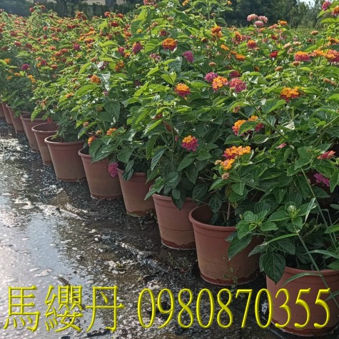 馬纓丹、位於彰化縣永靖鄉,森聯茂果樹苗種苗園,0980870355.專業經營:馬纓丹、盆栽、園藝花卉、水果幼苗、草花、草皮、景觀樹、庭園樹,歡迎光臨批發買賣。