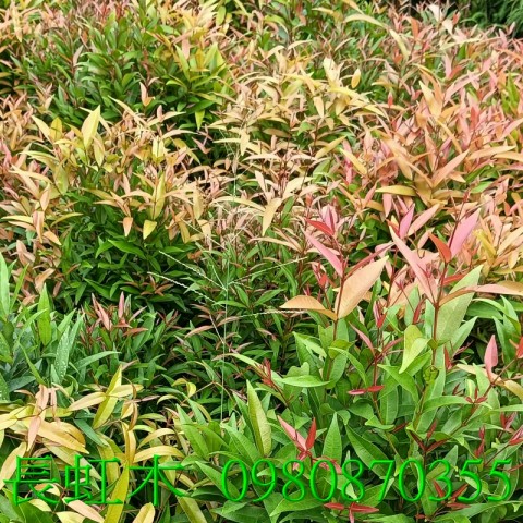 長虹木、長紅木、景觀樹,歡迎光臨批發買賣。